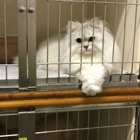 お泊り♡サブちゃんの画像