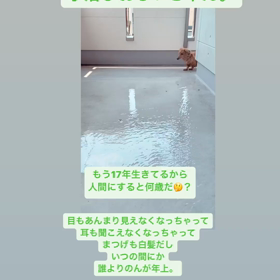 愛犬のすけ老犬のすけの画像