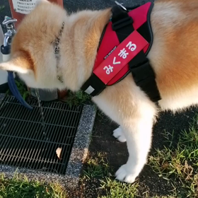昨日の夕散歩からハーネスのネームデビュー。すれ違いの中学生たちに「み·く·ま·る❗」「かわいい～の画像