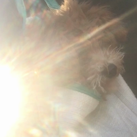 歩かない子犬 movieの画像