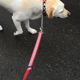 ローテンションの画像