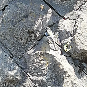 シジュウカラのヒナ巣立ちました。の画像