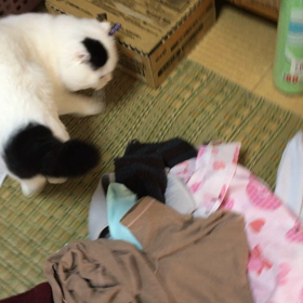 家事手伝いの画像