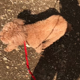 ♪お散歩動画♪代々木公園♪の画像