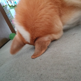 ドスン！の画像