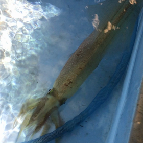 2019年8月10日 名立港 安盛丸 真鯛アカイカの画像