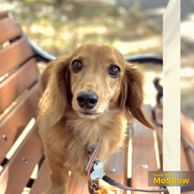 今日も寒かったね、リンゴの画像