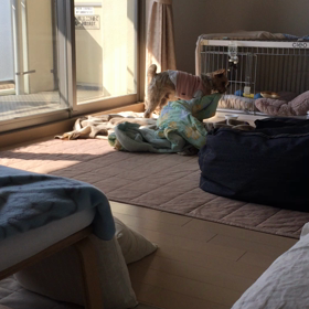 ママのいないすきに…の画像