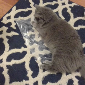 猫と袋もう一度とイツキさんの画像