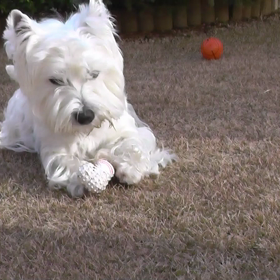 一生に一度だけ巡り合える運命の愛犬・ロビン（動画編）の画像