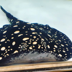 ダイヤモンドポルカ即戦力！の画像