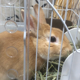 うさぎBlogの画像