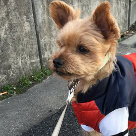 ジャンプ成功と失敗…の画像