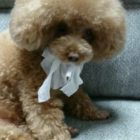 くわえちゃっての画像