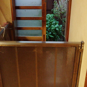 柴犬まりのおたけびの画像