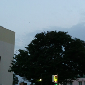 ムクドリの画像