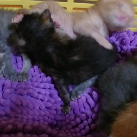 2/29生まれ＊５匹の子猫たちの画像