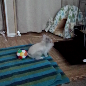 ◎ダッシュ◎の画像