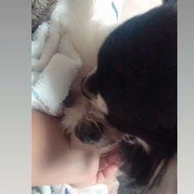 ぺろぺろの画像