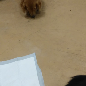 パルくん、ももちゃんの画像