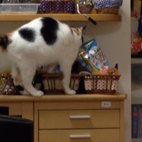 落ちかける桜の画像