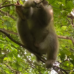 畜生にも劣るの画像