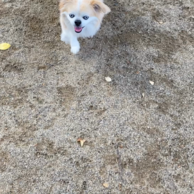 帰ってきたの画像