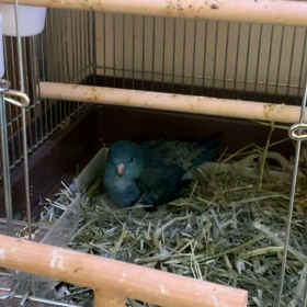 サザナミ　うみ&あめ②の画像