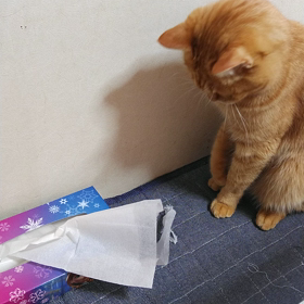 あずき様のお遊びの画像