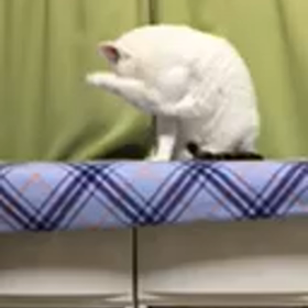 きょうのらたさんの画像