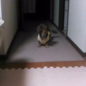 れもん遊び中の画像