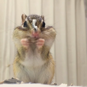 ヨーグルトでメイク⁈の画像