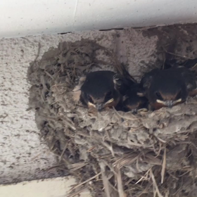 ツバメの巣 ⑨の画像