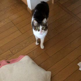 コナミスポーツクラブ遂に閉鎖か？デールはチップと同じ。の画像