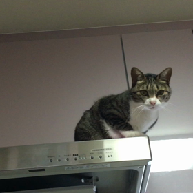 みやさん 動画の画像