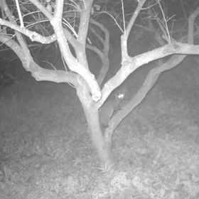 すぎぴたんの事件簿シーズン3　52話（柿が無くなりました！ほぼ！）  の画像