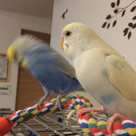 いちゃいちゃ。の画像