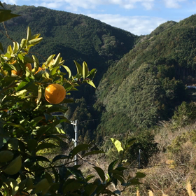 ポカポカ陽気の山の中　オレンジ・にゃんこの画像