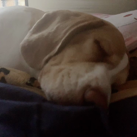 桜が散ってきた( ·ᴥ· )の画像