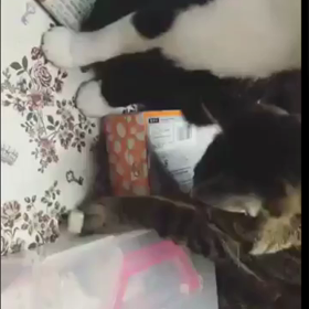 手遊び⁉︎にゃんこの画像