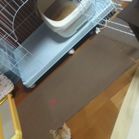 本格始動の画像