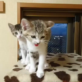 暴れてますの画像