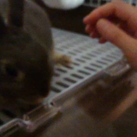 甘えん坊の画像