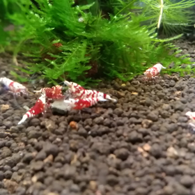 食事風景の画像