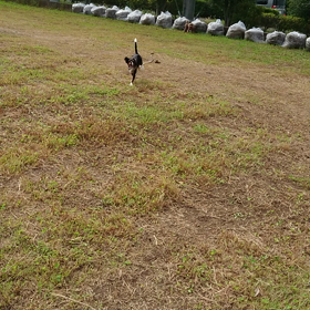 保護犬～預りっ子～里親様募集中～の画像