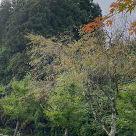 新しい朝の画像