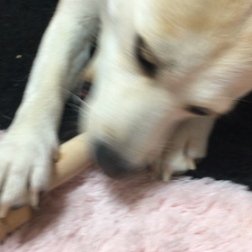 むしゃ むしゃ むしゃの画像