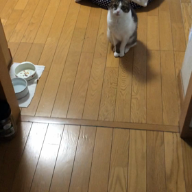 保育園、コロナ感染陽性者出たぁー　デールちゃん必死！の画像