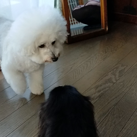 今日のはなちゃん1907、モモちゃん1859の画像