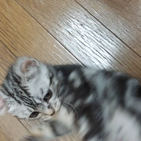 本日の軍人の画像
